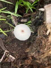 Leucocoprinus fragilissimus