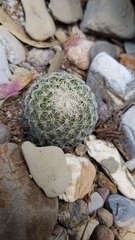 Mammillaria solisioides