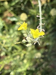 Diplotaxis tenuifolia