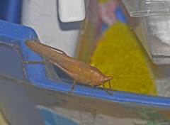 Pyrgocorypha uncinata