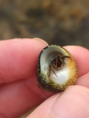 Clibanarius erythropus