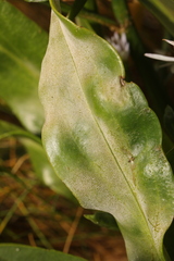 Golovinomyces cichoracearum