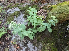 Hylotelephium telephioides