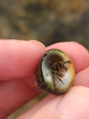 Clibanarius erythropus