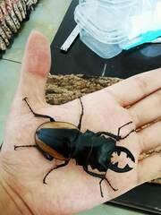 Odontolabis cuvera gestroi