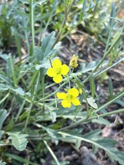 Diplotaxis tenuifolia