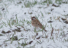 Emberiza leucocephalos