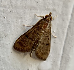 Herpetogramma phaeopteralis