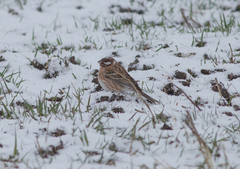 Emberiza leucocephalos