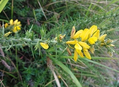 Ulex