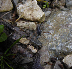 Platybunus