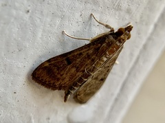 Herpetogramma phaeopteralis