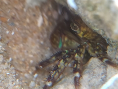 Pachygrapsus transversus