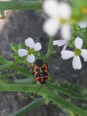 Eurydema spectabilis