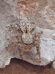 Marpissa muscosa
