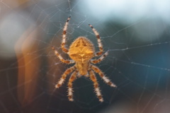Araneus illaudatus