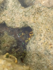 Pachygrapsus transversus