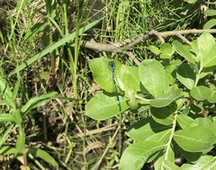 Coenagrion pulchellum