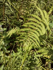 Thelypteris palustris