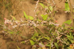 Atriplex prostrata