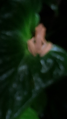 Polypedates leucomystax