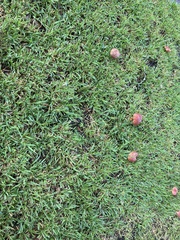 Hortiboletus rubellus