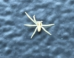 Tibellus oblongus