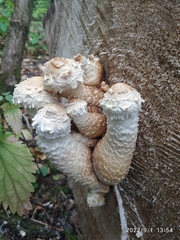 Hemipholiota populnea