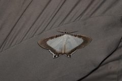 Cyphura caudiferaria