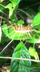 Scutigera coleoptrata
