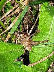 Pholidoptera littoralis