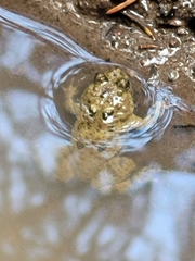 Bombina variegata