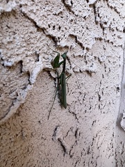 Stagmomantis limbata