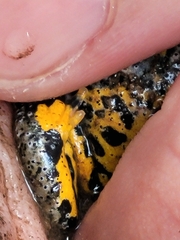 Bombina variegata