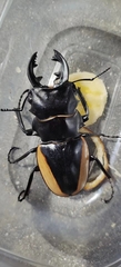 Odontolabis cuvera gestroi