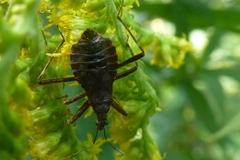 Himacerus apterus
