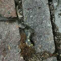 Zamenis longissimus