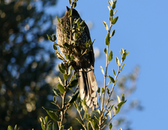 Anthochaera chrysoptera