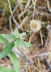 Hieracium umbellatum