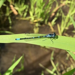 Coenagrion pulchellum