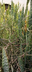 Euphorbia tirucalli