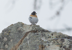 Fringilla montifringilla