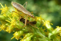 Nabis limbatus
