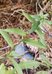 Hieracium umbellatum