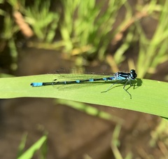 Coenagrion pulchellum