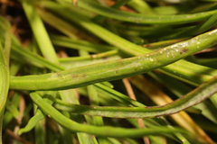 Golovinomyces sordidus