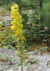 Solidago squarrosa
