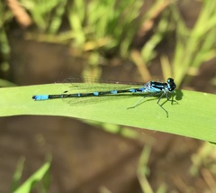 Coenagrion pulchellum