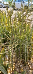 Euphorbia tirucalli