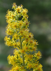 Solidago squarrosa
